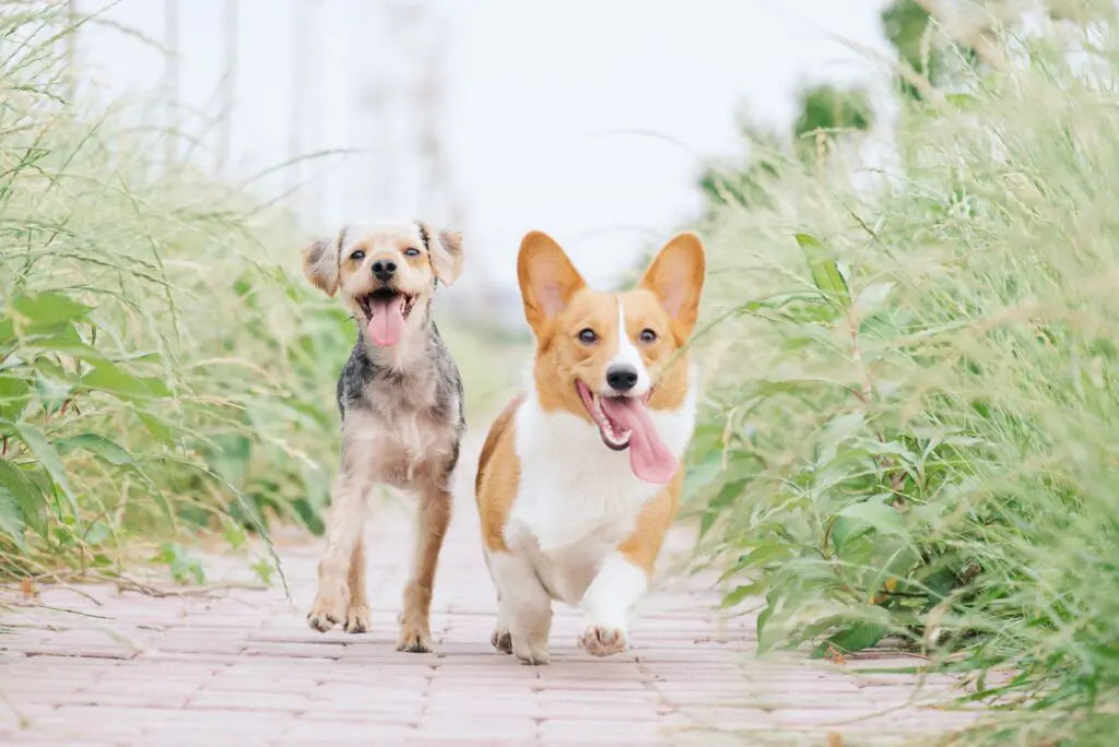 Dois cães a correr lado a lado num caminho de pedra, rodeados de vegetação.