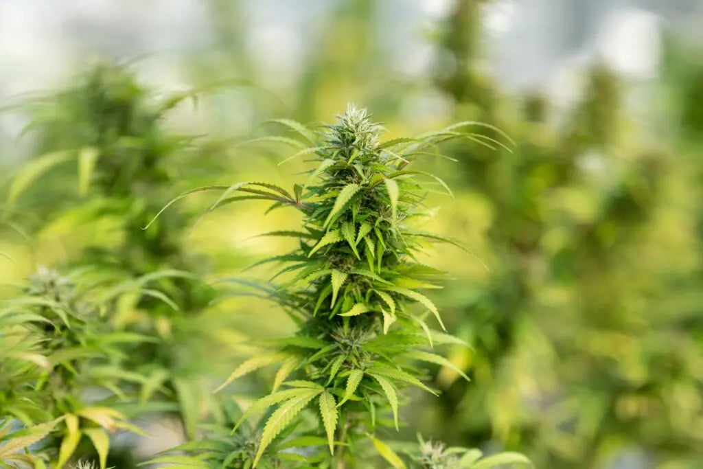 O que é o CBD, para que serve e como funciona?