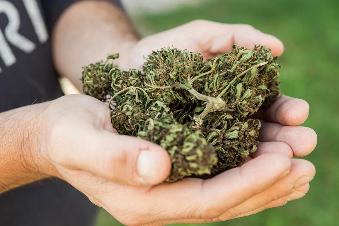 Campo de cultivo de cânhamo ao ar livre, com plantas verdes e robustas sob a luz do sol. Representa o cultivo sustentável e natural utilizado na produção de produtos à base de CBD e derivados do cânhamo.