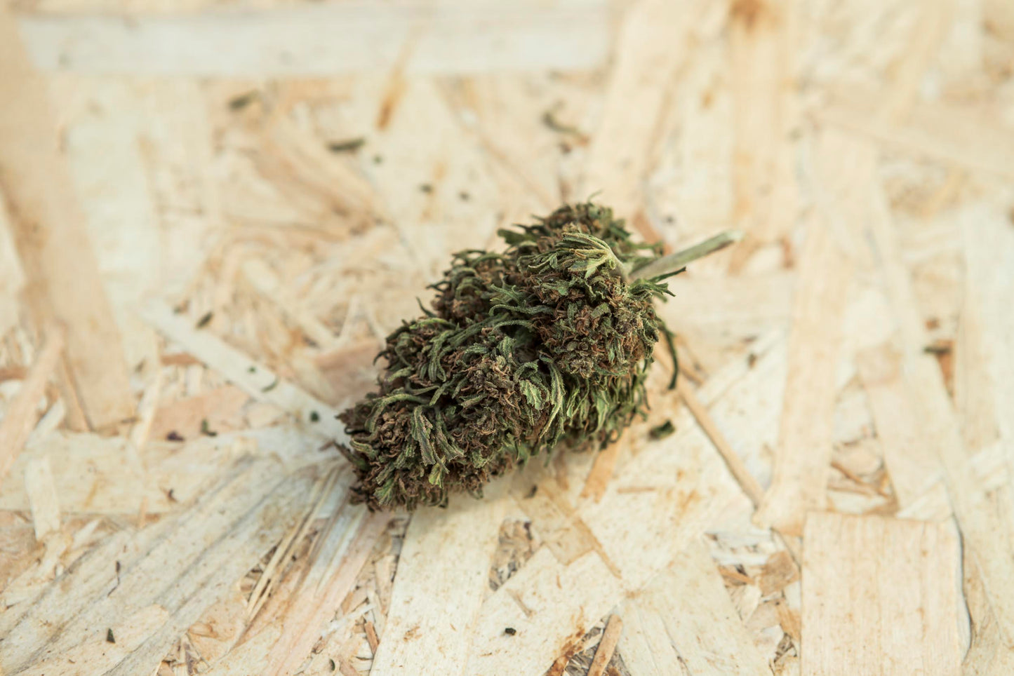 Campo de cultivo de cânhamo ao ar livre, com plantas verdes e robustas sob a luz do sol. Representa o cultivo sustentável e natural utilizado na produção de produtos à base de CBD e derivados do cânhamo.