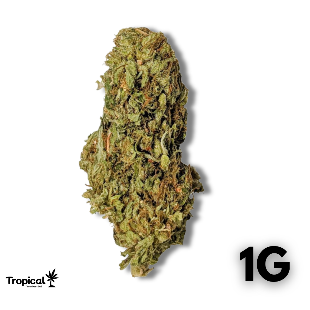 OG Kush CBD Greenhouse