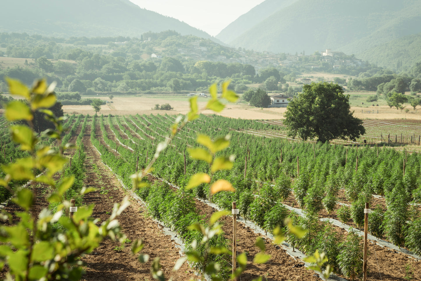 Produção de plantas de cânhamo