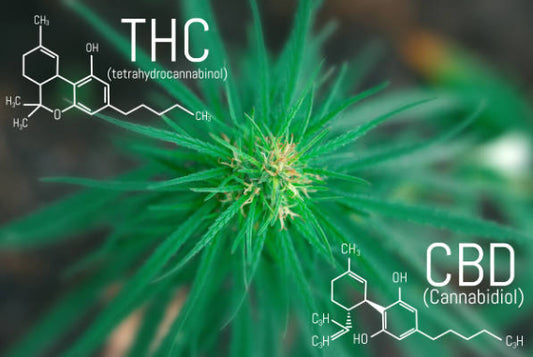 CBD e THC: Quais as diferenças que deves conhecer?