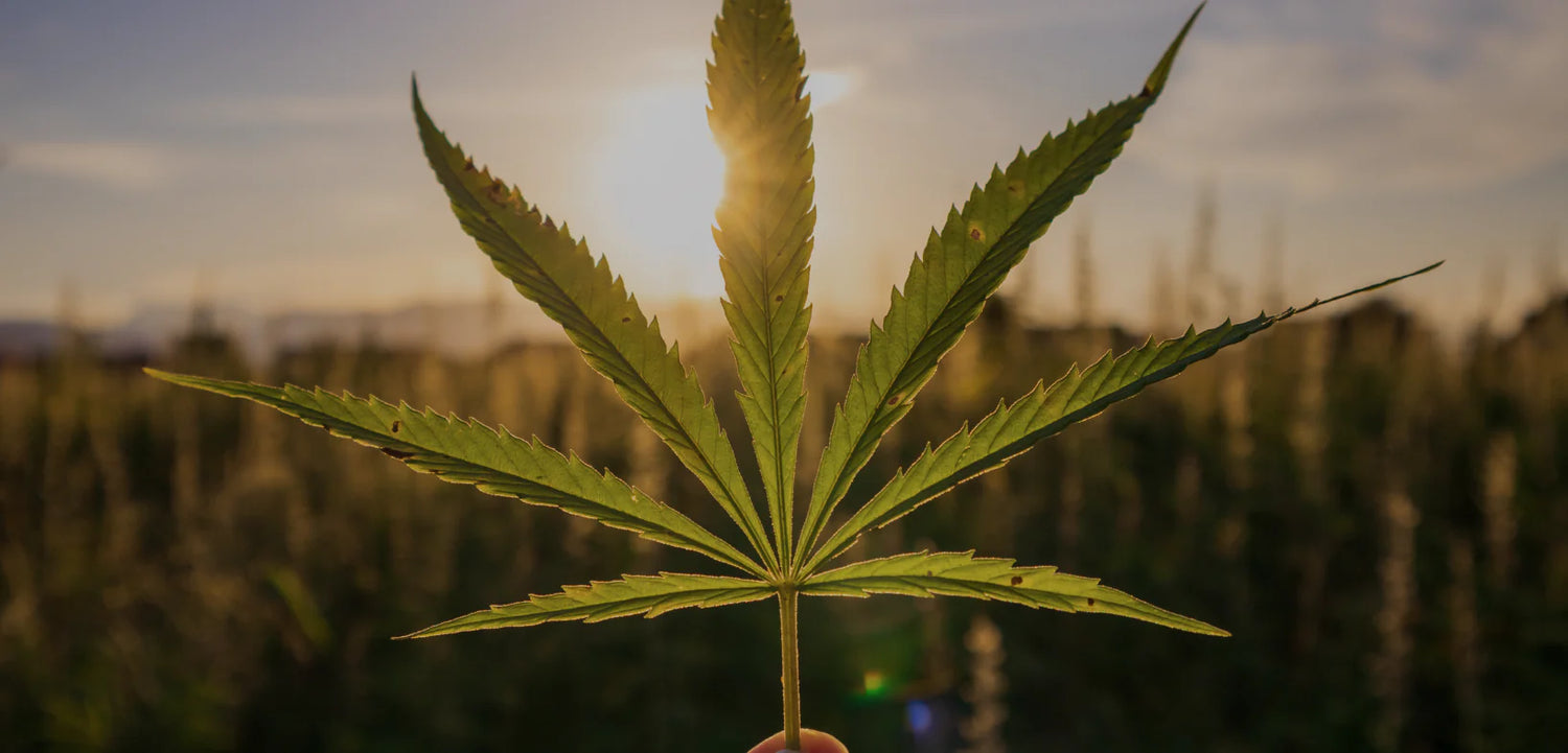 As Melhores Flores de CBD de Portugal – Líder Nacional em Qualidade e Bem-Estar