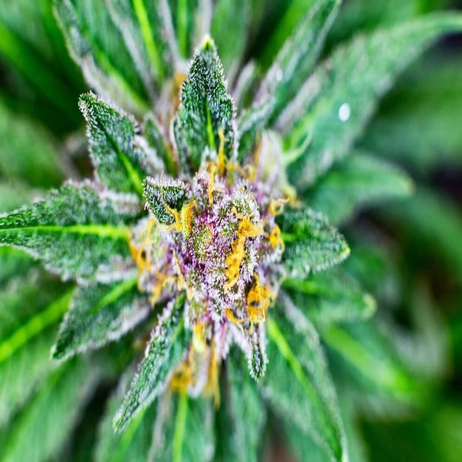 Flores e hash de cânhamo industrial com CBD, HPC e H3CBN apresentados em formato premium.