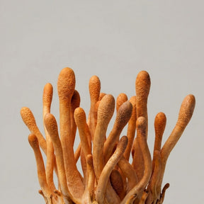 Tintura de Cordyceps Gribb – Extrato Duplo de Cordyceps Biológico
