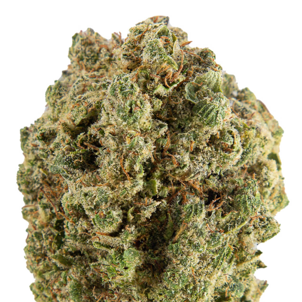 Flor de canábis Apollo Kush CBD Premium Indoor edição Apollo G x Tropical Bud