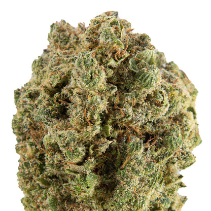 Flor de canábis Apollo Kush CBD Premium Indoor edição Apollo G x Tropical Bud
