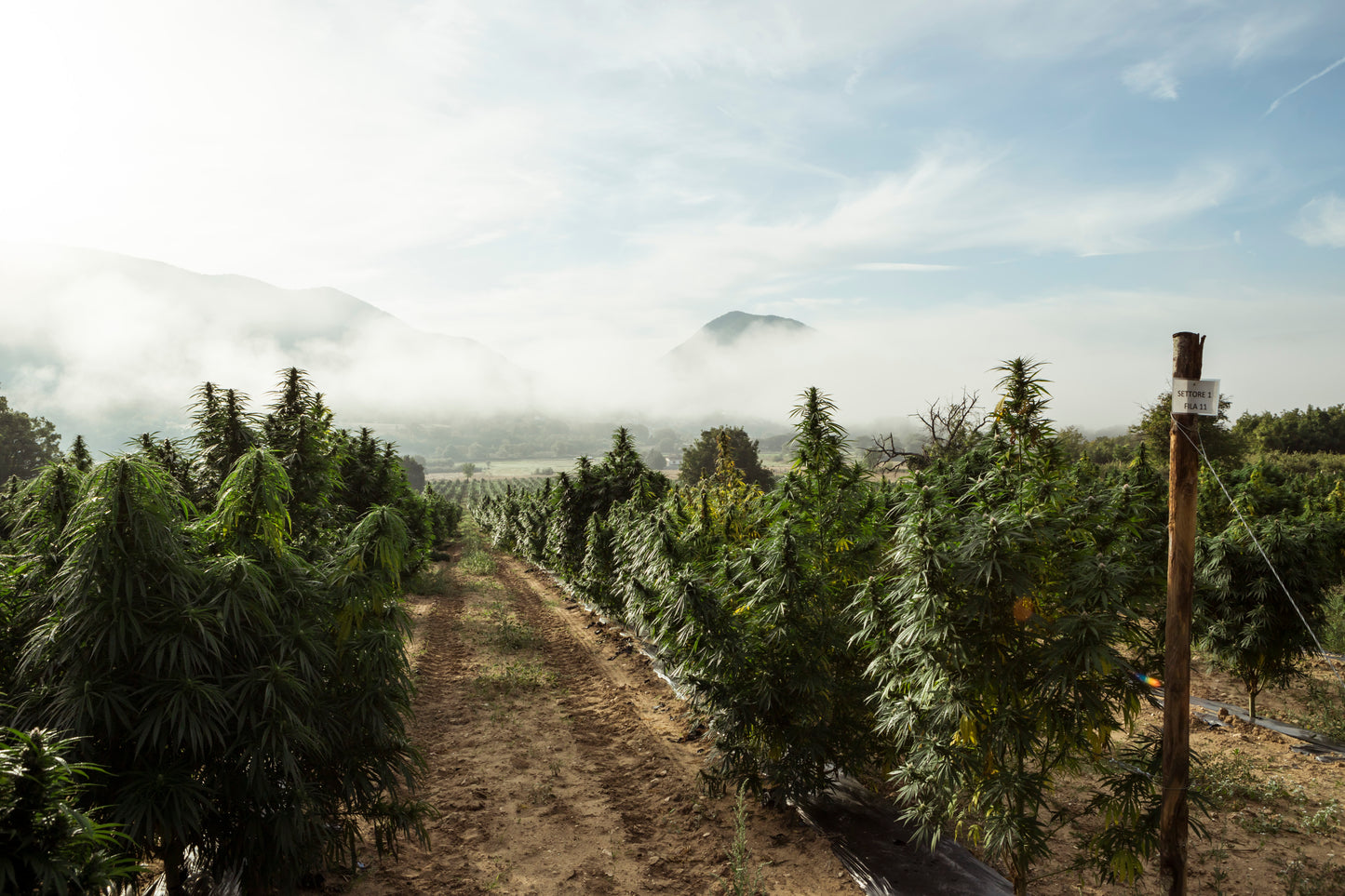 Campo de cultivo de cânhamo ao ar livre, com plantas verdes e robustas sob a luz do sol. Representa o cultivo sustentável e natural utilizado na produção de produtos à base de CBD e derivados do cânhamo.