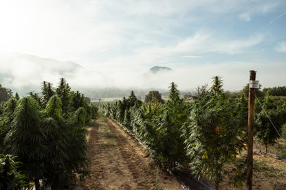 Campo de cultivo de cânhamo ao ar livre, com plantas verdes e robustas sob a luz do sol. Representa o cultivo sustentável e natural utilizado na produção de produtos à base de CBD e derivados do cânhamo.