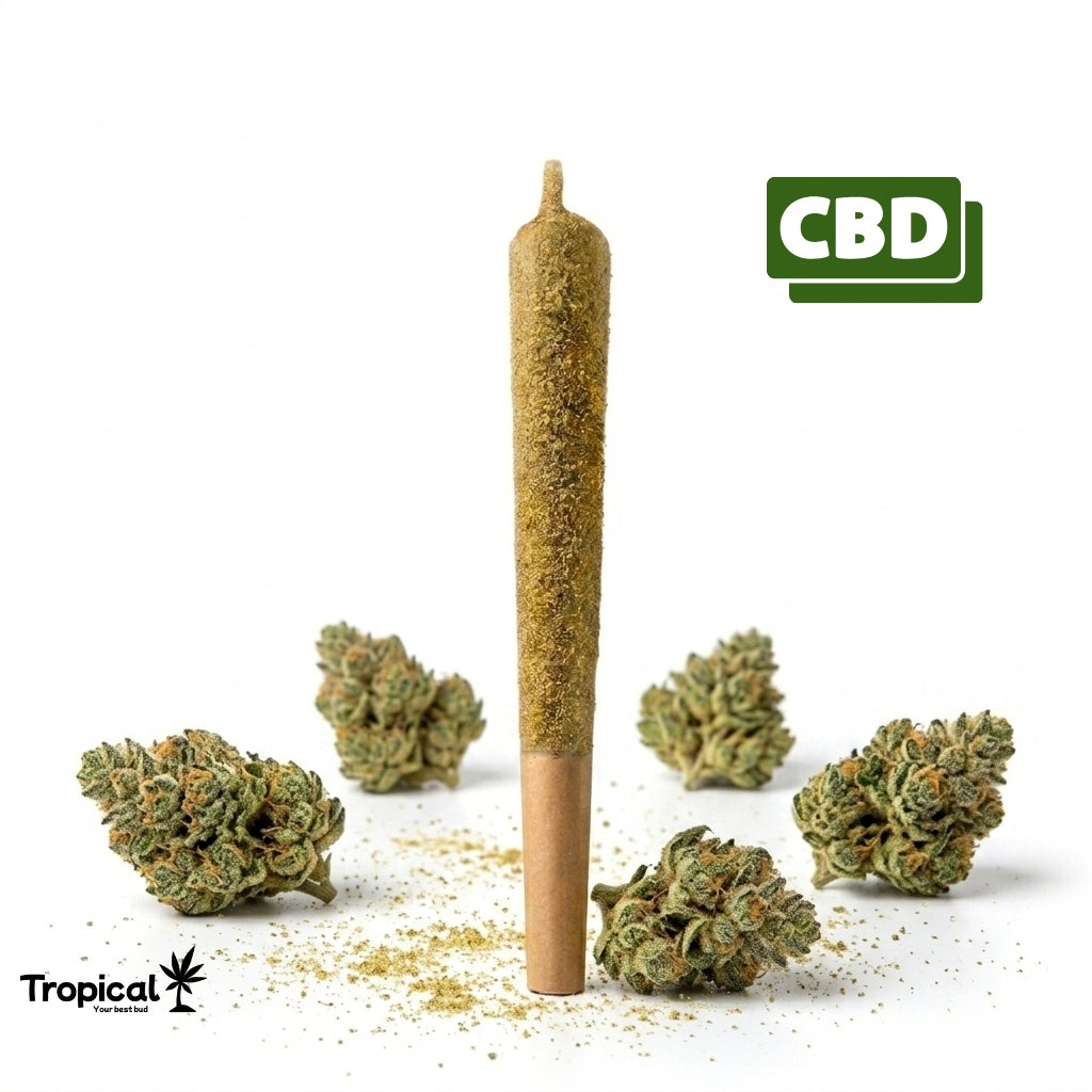 Pre-Rolled Infusão CBD + Extrato CBD Live Resin Tropical Bud®
