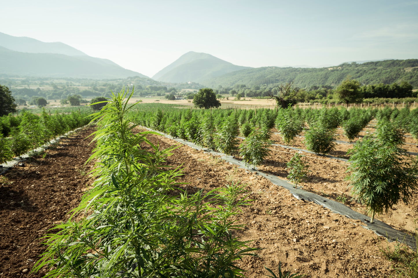 Campo de cultivo de cânhamo ao ar livre, com plantas verdes e robustas sob a luz do sol. Representa o cultivo sustentável e natural utilizado na produção de produtos à base de CBD e derivados do cânhamo.