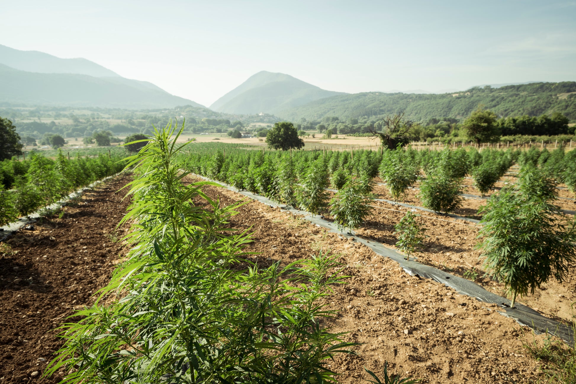 Campo de cultivo de cânhamo ao ar livre, com plantas verdes e robustas sob a luz do sol. Representa o cultivo sustentável e natural utilizado na produção de produtos à base de CBD e derivados do cânhamo.