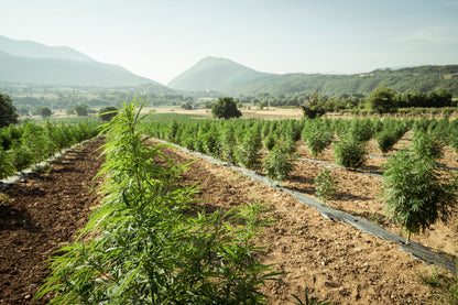 Campo de cultivo de cânhamo ao ar livre, com plantas verdes e robustas sob a luz do sol. Representa o cultivo sustentável e natural utilizado na produção de produtos à base de CBD e derivados do cânhamo.