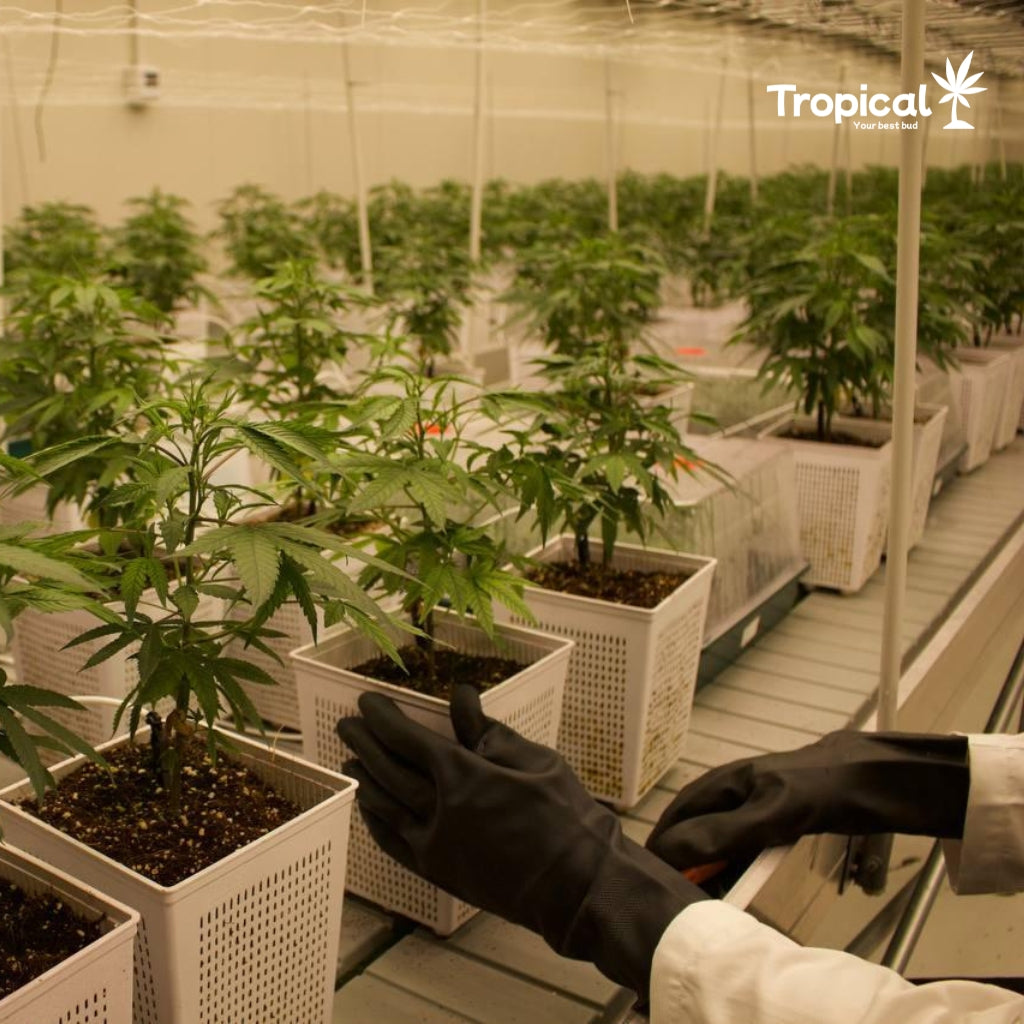Small Buds Cannatonic CBD 15g Tropical Bud®