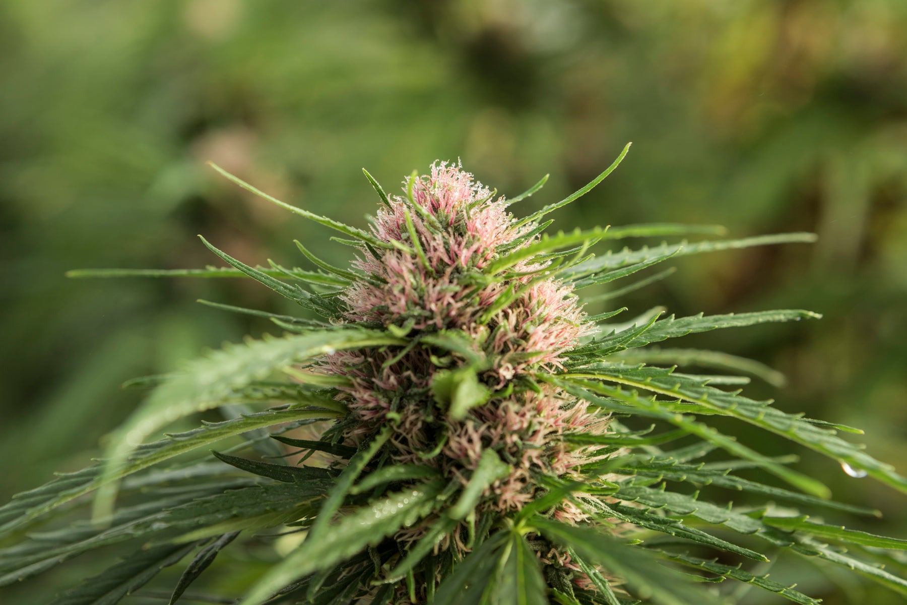 Campo de cultivo de cânhamo ao ar livre, com plantas verdes e robustas sob a luz do sol. Representa o cultivo sustentável e natural utilizado na produção de produtos à base de CBD e derivados do cânhamo.