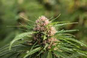 Campo de cultivo de cânhamo ao ar livre, com plantas verdes e robustas sob a luz do sol. Representa o cultivo sustentável e natural utilizado na produção de produtos à base de CBD e derivados do cânhamo.
