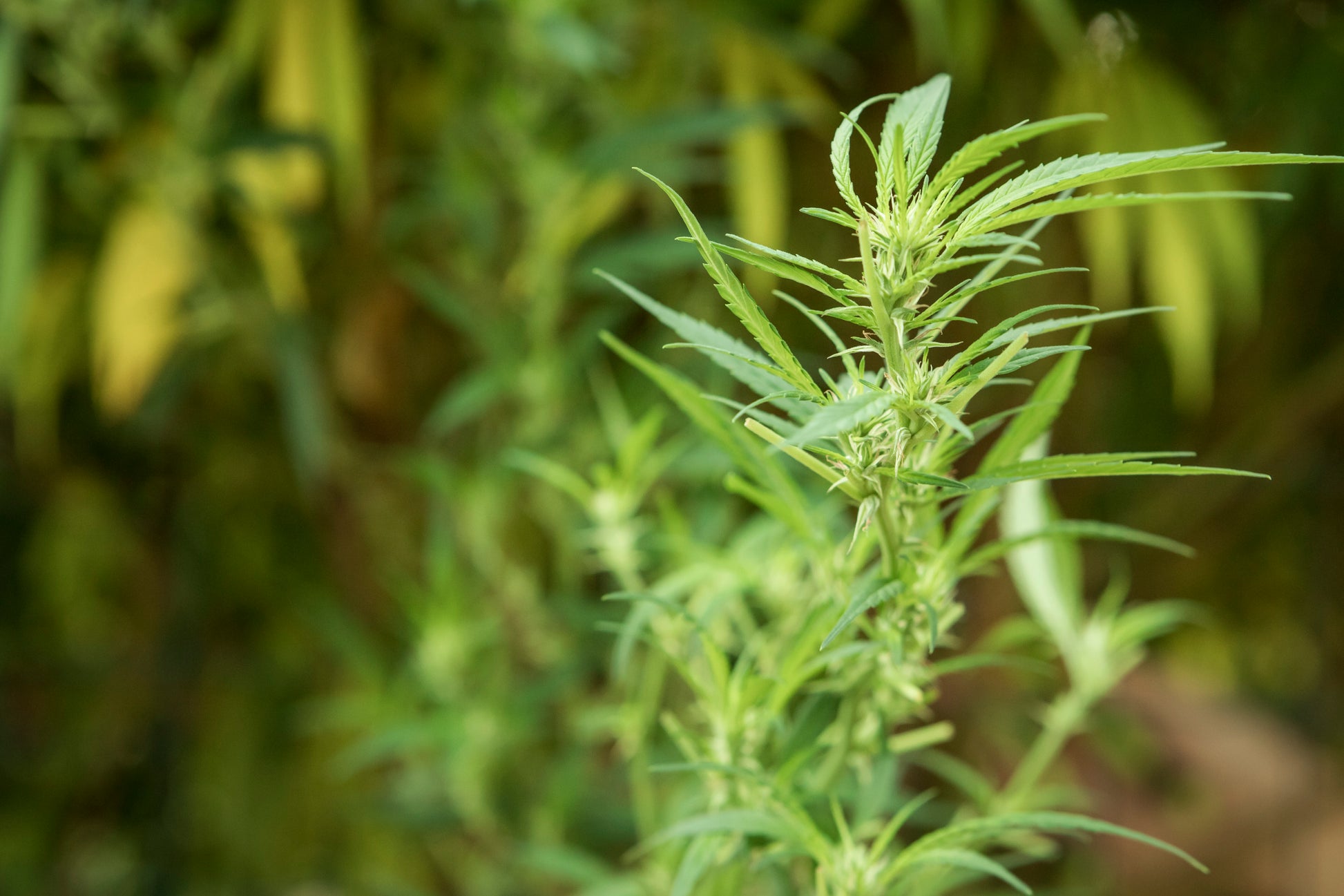 Campo de cultivo de cânhamo ao ar livre, com plantas verdes e robustas sob a luz do sol. Representa o cultivo sustentável e natural utilizado na produção de produtos à base de CBD e derivados do cânhamo.