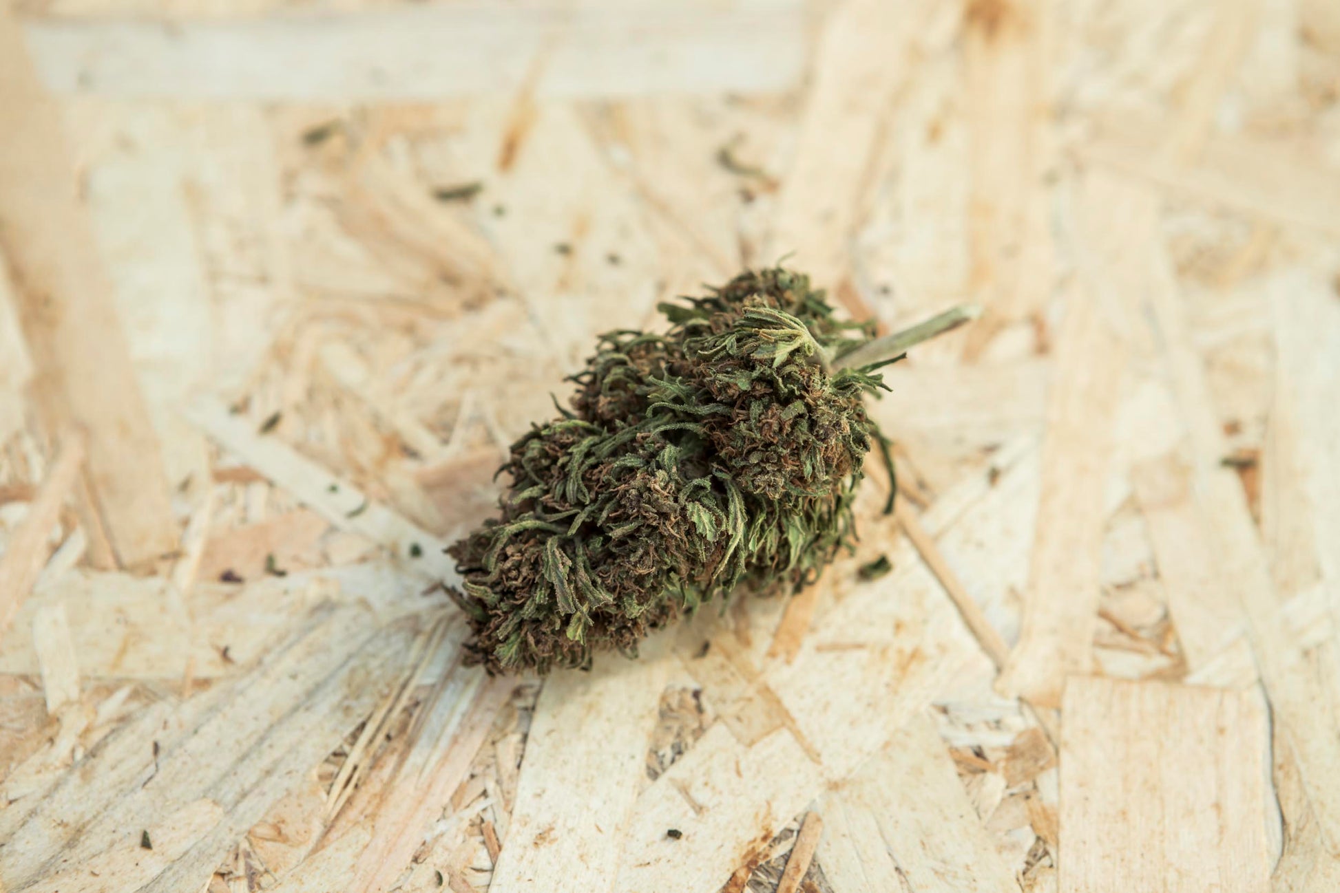 Campo de cultivo de cânhamo ao ar livre, com plantas verdes e robustas sob a luz do sol. Representa o cultivo sustentável e natural utilizado na produção de produtos à base de CBD e derivados do cânhamo.