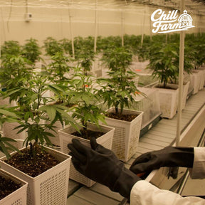 Kit Royal Caviar CBD Indoor 10g + Popcorn HPC 10g + Mortalhas + Capa Clipper - Chill Farm® e Tropical Bud®