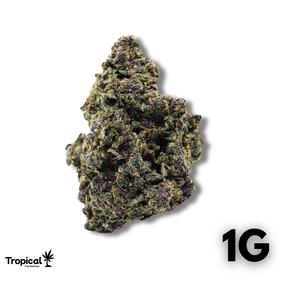 Purple Lemon Haze CBD Greenhouse