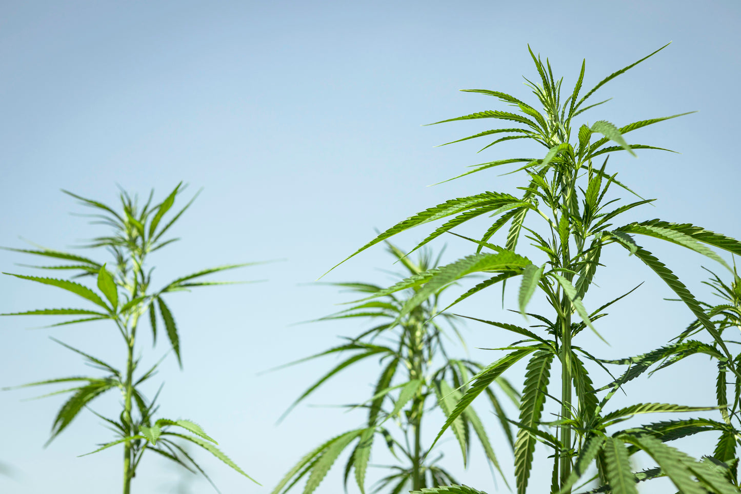 Perfeito! Aqui está o **texto alternativo da Jungle Cake** adaptado para **português de Portugal** 🌿✨

---

> Close das flores de cânhamo Jungle Cake, com botões densos e cobertos de cristais. Aroma marcante e doce, com notas terrosas e frutadas, ideal para relaxamento profundo e bem-estar natural. 