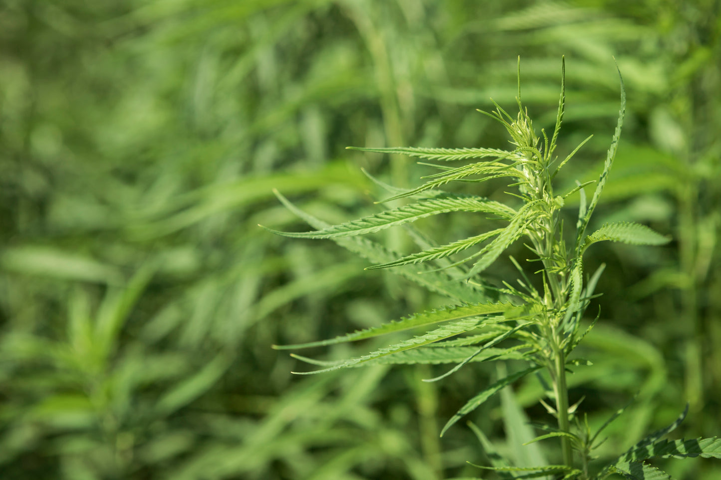 Imagem das flores de cânhamo Skywalker CBD Premium, conhecidas pela sua aparência densa e cristalina, com tons esverdeados e alaranjados. Produto natural de alta qualidade, com aroma intenso e notas terrosas e doces, ideal para proporcionar relaxamento profundo e sensação de bem-estar.