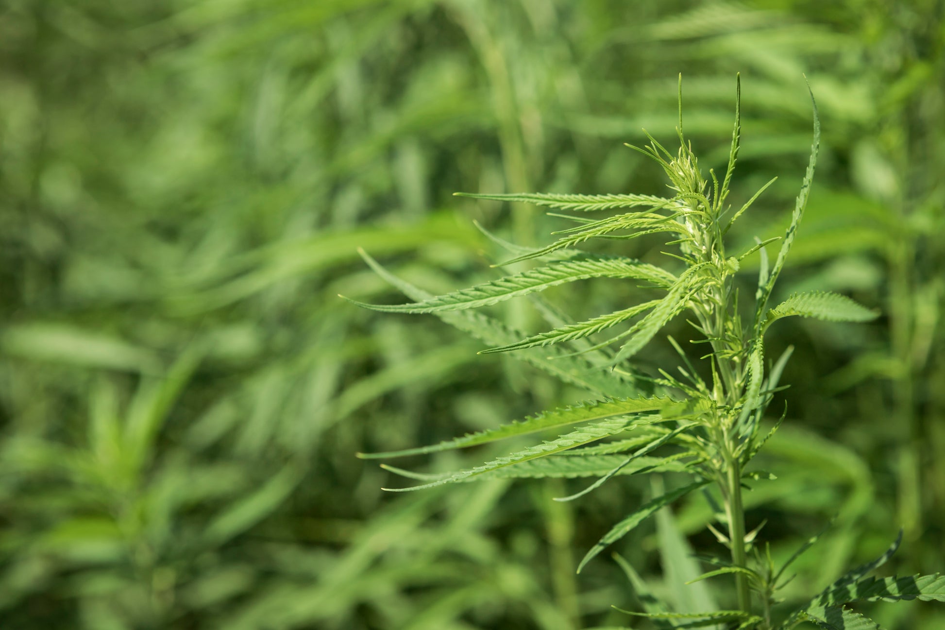 Imagem das flores de cânhamo Skywalker CBD Premium, conhecidas pela sua aparência densa e cristalina, com tons esverdeados e alaranjados. Produto natural de alta qualidade, com aroma intenso e notas terrosas e doces, ideal para proporcionar relaxamento profundo e sensação de bem-estar.