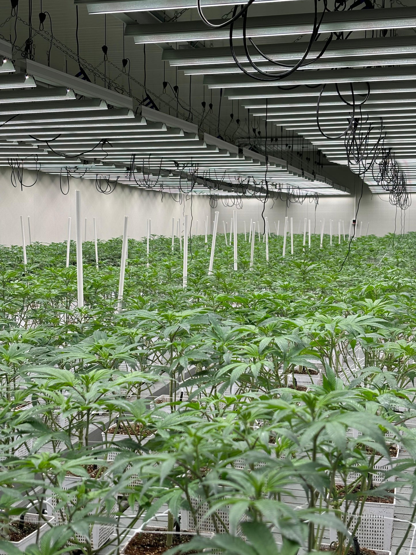 Royal Caviar CBD Indoor Premium – Small Buds 10g | Elegância e Qualidade em Cada Grama