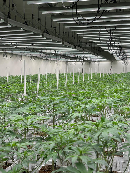 Royal Caviar CBD Indoor Premium – Small Buds 10g | Elegância e Qualidade em Cada Grama