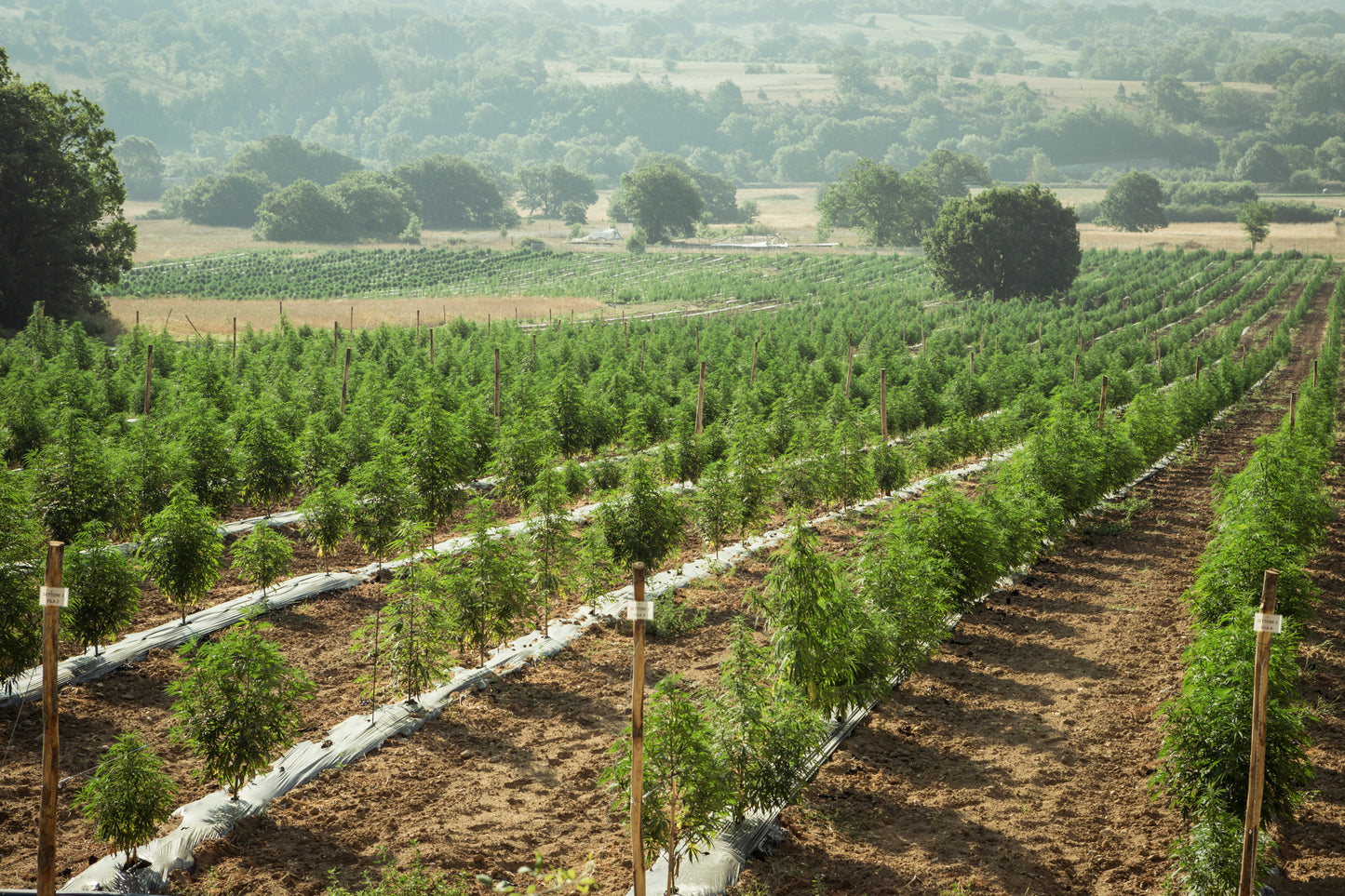 Campo de cultivo de cânhamo ao ar livre, com plantas verdes e robustas sob a luz do sol. Representa o cultivo sustentável e natural utilizado na produção de produtos à base de CBD e derivados do cânhamo.