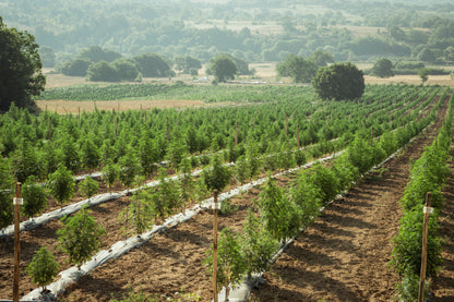 Campo de cultivo de cânhamo ao ar livre, com plantas verdes e robustas sob a luz do sol. Representa o cultivo sustentável e natural utilizado na produção de produtos à base de CBD e derivados do cânhamo.