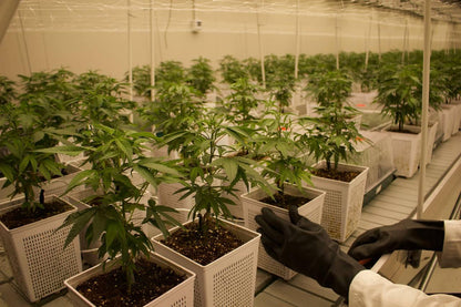 Small Buds HPC 50% 10g