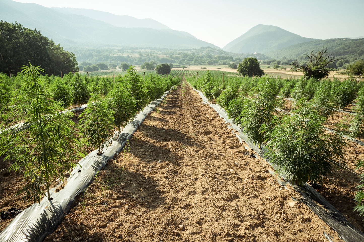Campo de cultivo de cânhamo ao ar livre, com plantas verdes e robustas sob a luz do sol. Representa o cultivo sustentável e natural utilizado na produção de produtos à base de CBD e derivados do cânhamo.