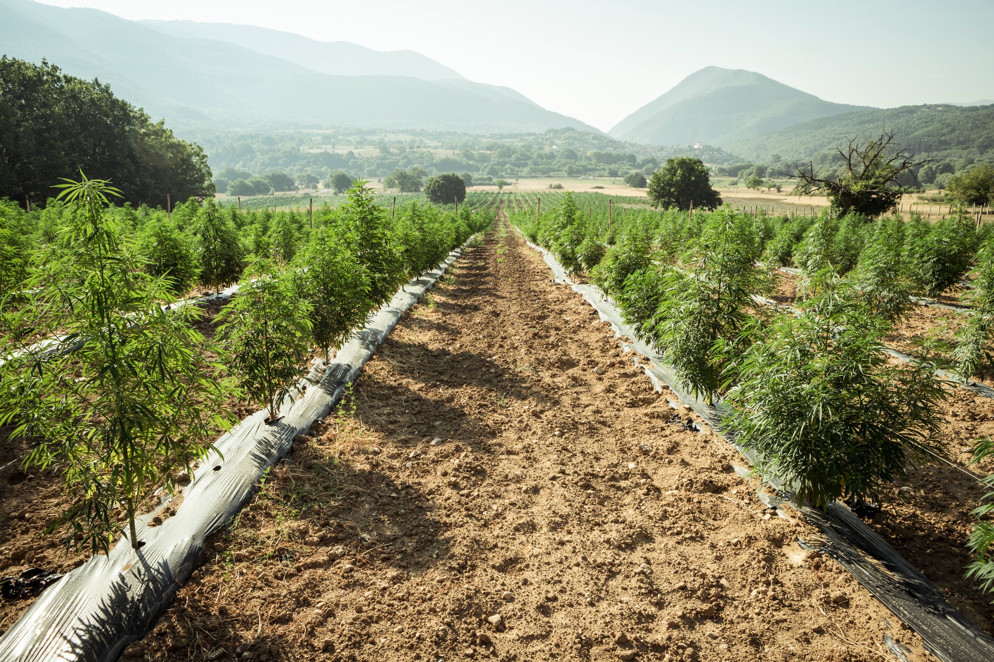 Campo de cultivo de cânhamo ao ar livre, com plantas verdes e robustas sob a luz do sol. Representa o cultivo sustentável e natural utilizado na produção de produtos à base de CBD e derivados do cânhamo.