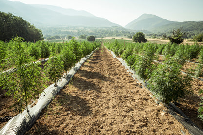 Campo de cultivo de cânhamo ao ar livre, com plantas verdes e robustas sob a luz do sol. Representa o cultivo sustentável e natural utilizado na produção de produtos à base de CBD e derivados do cânhamo.