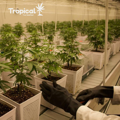 Pré-roll de CBD Premium Tropical Bud®