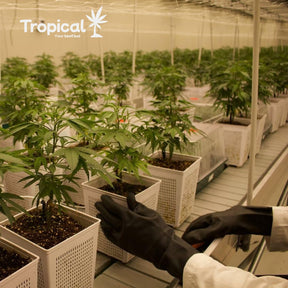 Vape CBD Tropical Bud Northern Lights 2ml