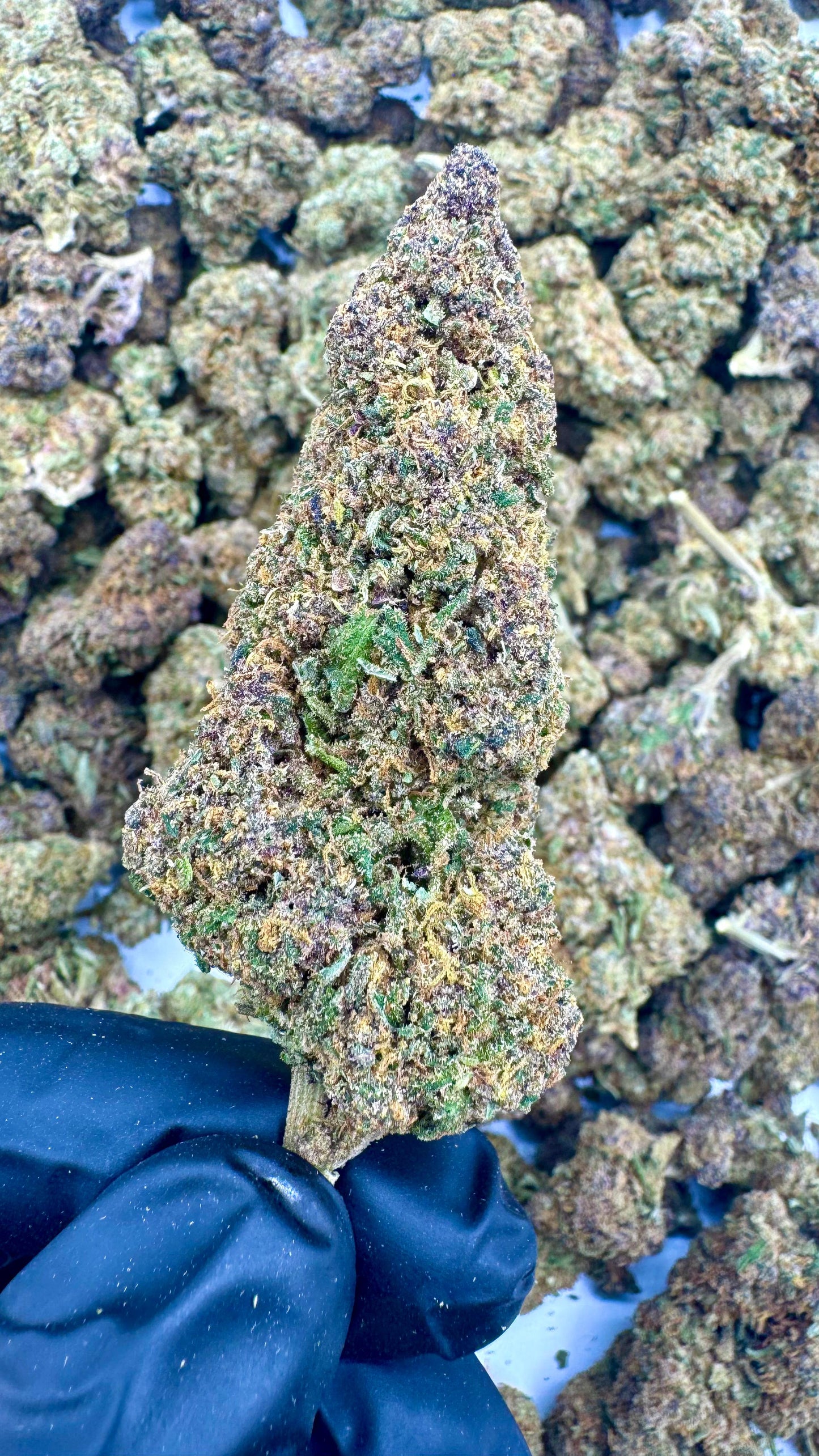 Purple Yuzu - Flor de CBD Indoor Premium