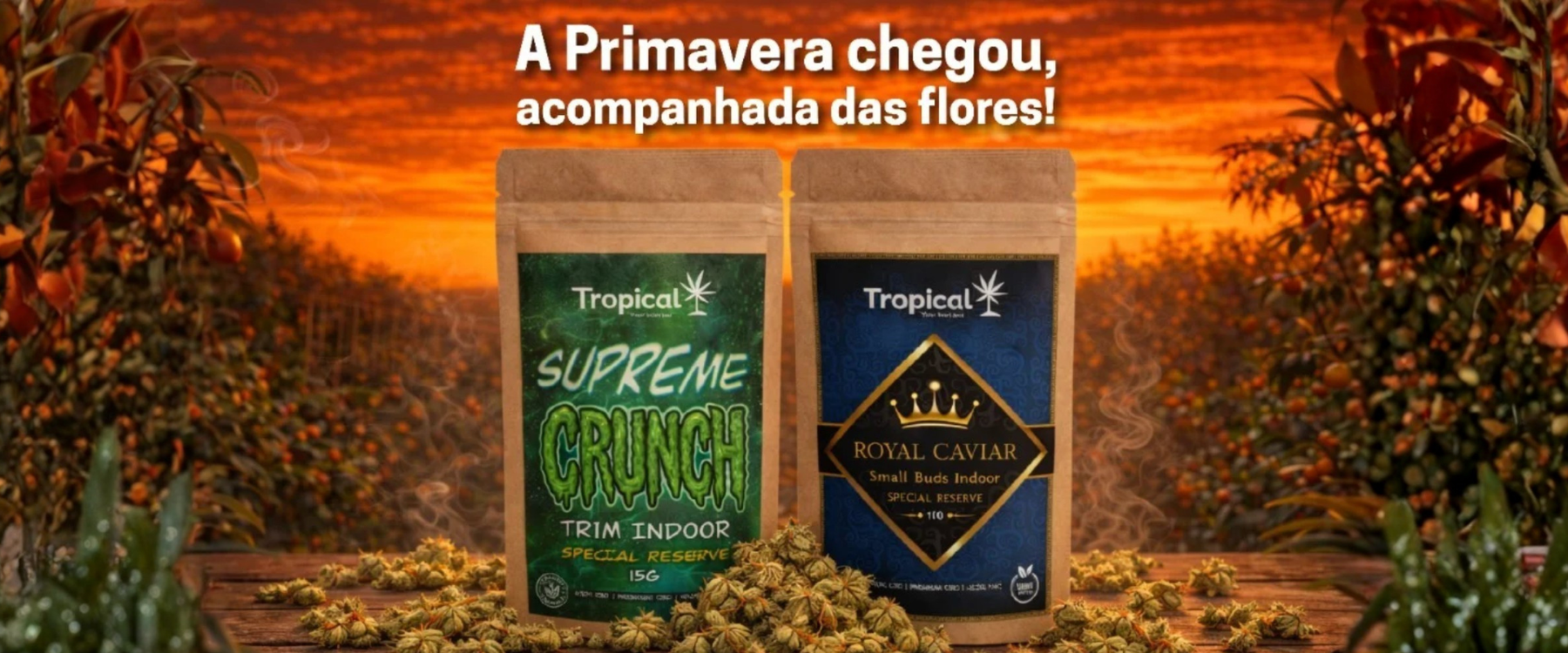 Destaque Tropical Bud