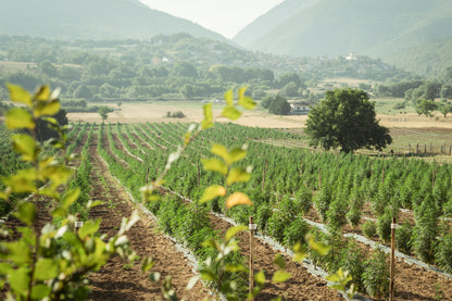 Produção de plantas de cânhamo