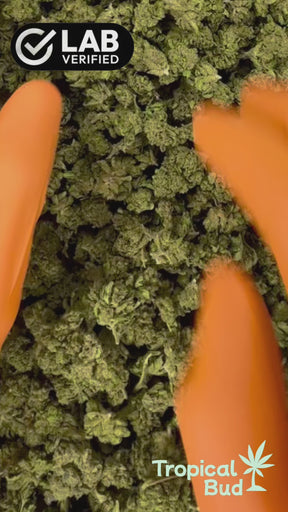 Caviar CBD small buds Cannatonic CRYO 15g